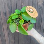 Pilea (Pilea peperomioides)  - výška 10-15 cm ⌀20-25 cm, kont. C1L